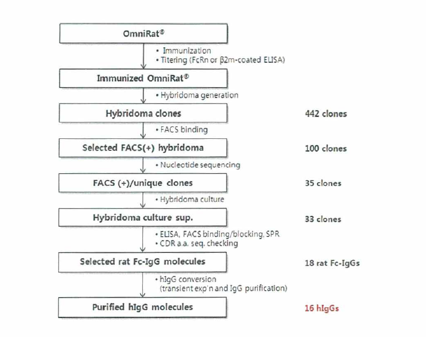 OmniRat®을 이용한 anti-FcRn 항체 선별