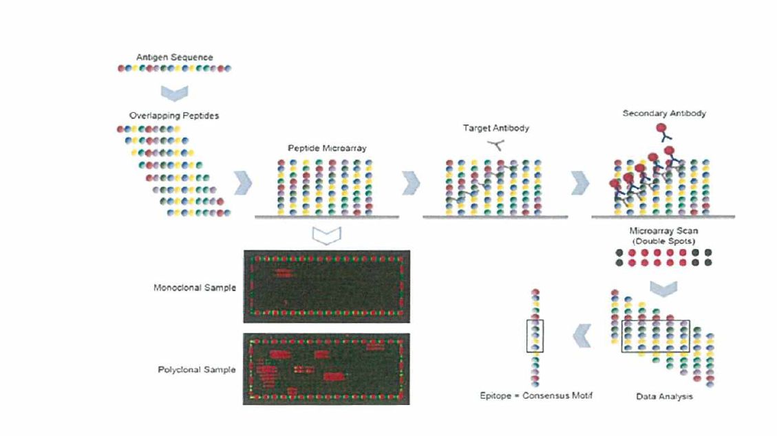 Microarray 방법을 통한 epitope 확인