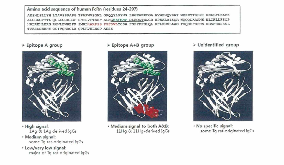 Microarray 방법을 이용한 epitope 분석 결과