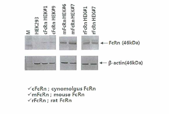 Western blot을 이용한 각 동물종 FcRn 발현세포주 확인