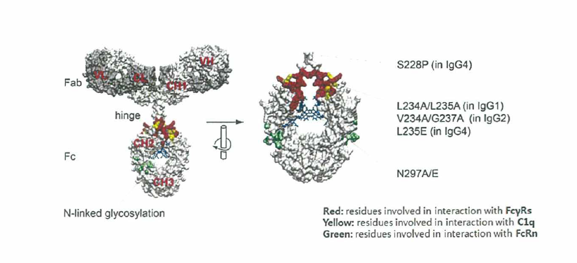 Human IgG effector function을 제거하기 위한 주요 아미노산