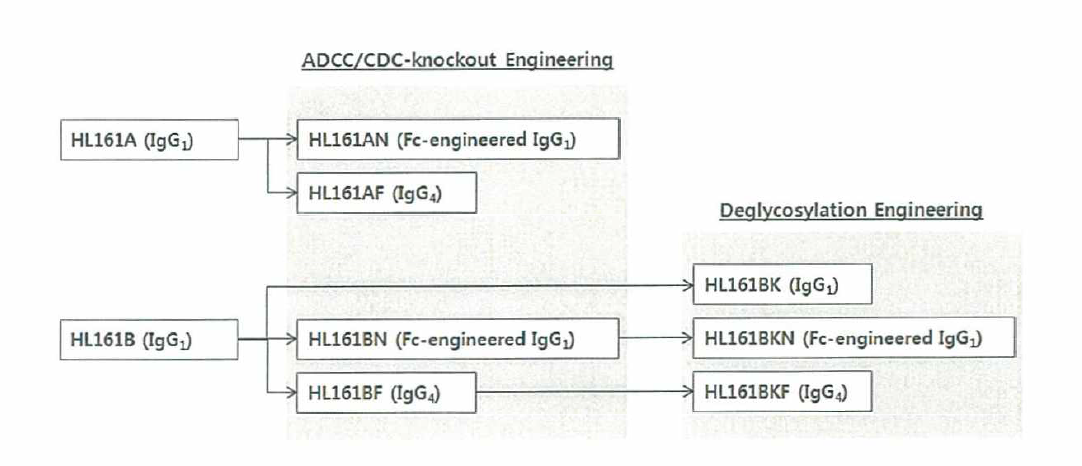 HL161A와 HL161B 항체의 ADCC/CDC 제거를 위한 Fc engineering