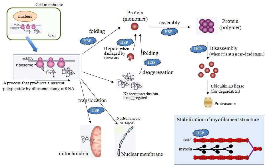 열충격단백질(HSP)이 근세포 내에서 일반 단백질의 생성과 구조적 안정에 기여하는 과정과 방법에 대한 요약
