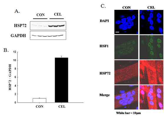 L6 세포에서 celastrol에 의한 HSP72 발현 유도