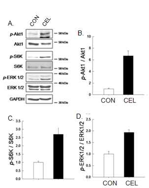 L6세포에서 CEL이 anabolic signal에 끼치는 영향