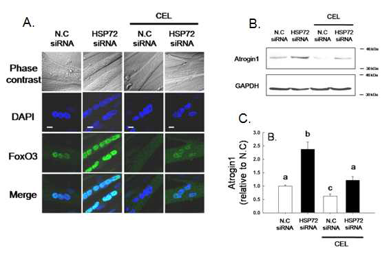 HSP72 siRNA와 CEL이 catabolic signal에 미치는 영향