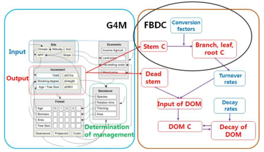 G4M 모델의 수간부 생장 및 고사목 발생 모듈과 FBDC 모델의 상대생장 및 고사유기물 탄소순환 모듈 간 연계 방안