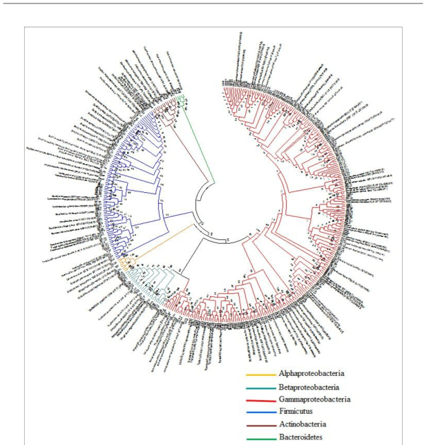 산양삼 내생세균의 phylogenetic tree