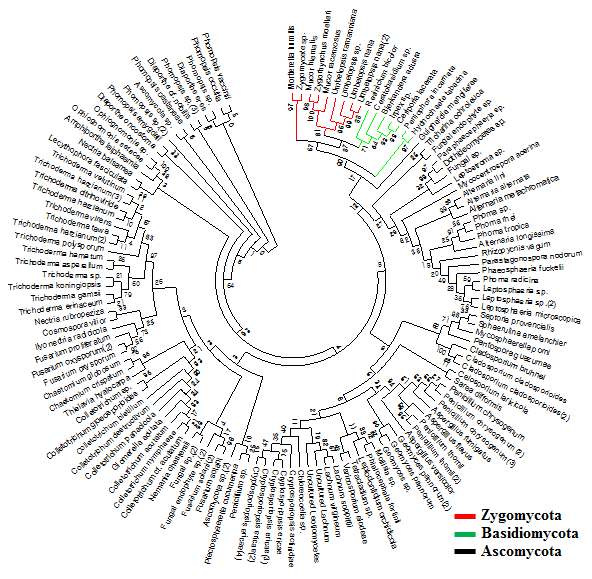 산양삼 내생진균의 phylogenetic tree