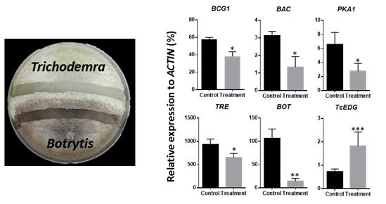 Dual culture를 통한 B. cinerea의 생장관련, Trichoderma의 enzyme 유전자들의 발현분석