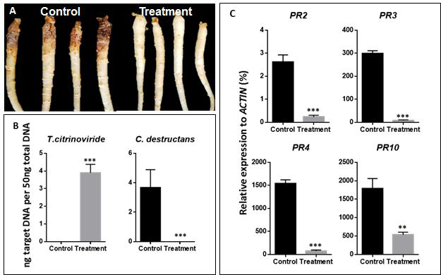 T. citrinoviride PG87입제의 C. destructans에 대한 항균활성