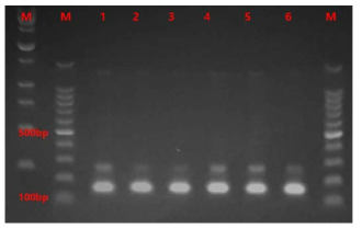 제형화 제품에서의 T. citrinoviride 존재 확인(M: size marker, 1: T. citrinoviride 추출 DNA, 2 ~ 6: 입제 제품 추출)