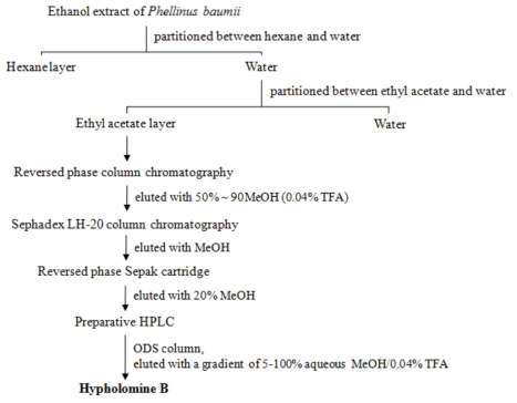 장수진흙버섯으로부터 hypholomine B의 정제 과정.