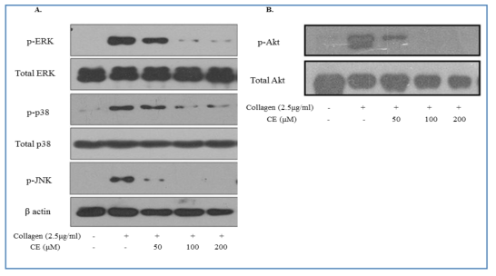 CE의 MAPK(ERK, p38, JNK)와 Akt의 인산화 억제능.