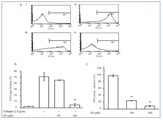 CE에 의한 Fibrinogen과 fibronectin의 부착 억제능.