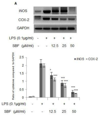 Spirobenzofuran에 의한 proinflammatory mediator의 mRNA 발현 억제.