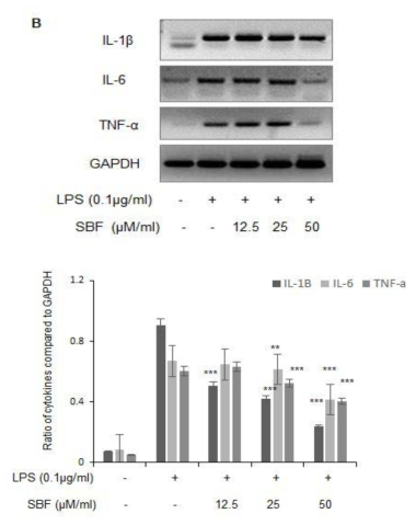 Spirobenzofuran에 의한 cytokine의 mRNA 발현 억제.