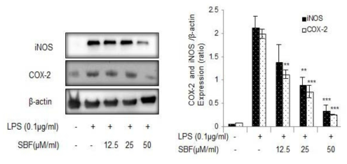 Spirobenzofuran에 의한 iNOS와 COX-2의 단백질 발현 억제.