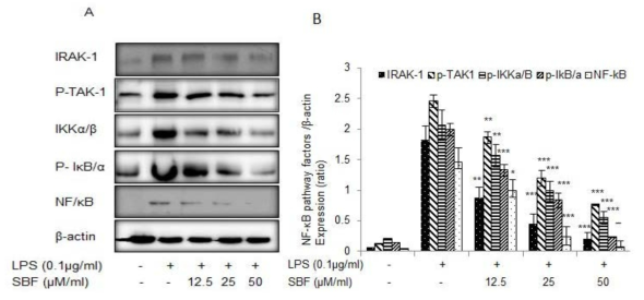 Spirobenzofuran의 NF-κB pathway에 미치는 영향.