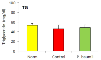 장수진흙버섯 폴리페놀 추출물의 triglyceride 억제 효능.