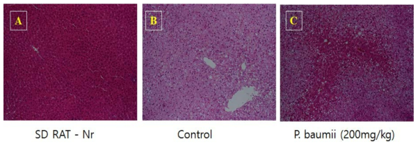 장수진흙버섯 폴리페놀 추출물(P. baumii) 투여군의 간조직학적 검사(H & E staining).