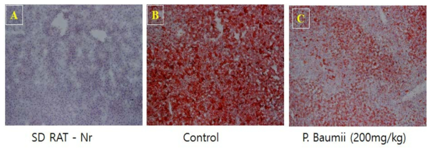 장수진흙버섯 폴리페놀 추출물(P. baumii) 투여군의 간조직학적 검사(oil red O staining).