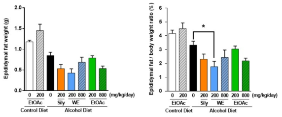 알코올성 지방간 유도 마우스에서 산겨릅 추출물 투여에 따른 부고환지방(epididymal fat) 상대적/절대적 무게 변화 (*, p < 0.05 )