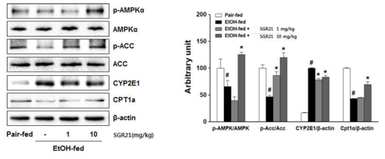 활성물질 SGR21 투여에 의한 AMPK신호전달관련 유전자 발현여부 확인