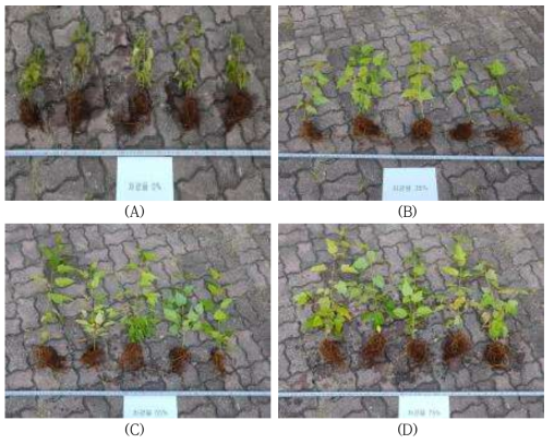 Effect of shading treatment on image of A. tegmentosum seedling.