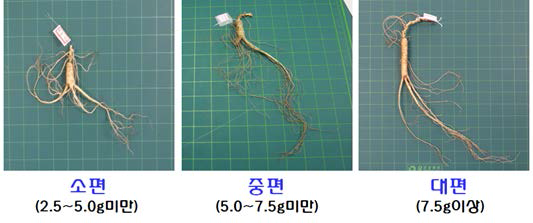 산양삼 편급별 분류