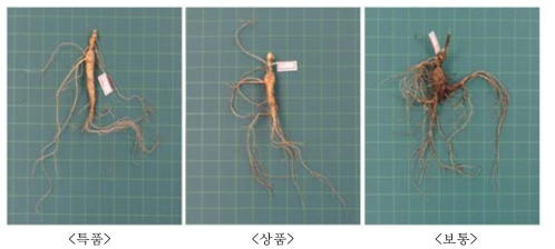 산양삼 등급분류