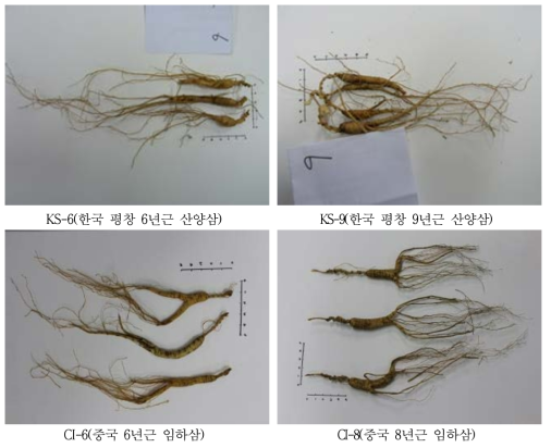 한국과 중국의 산양삼 사진