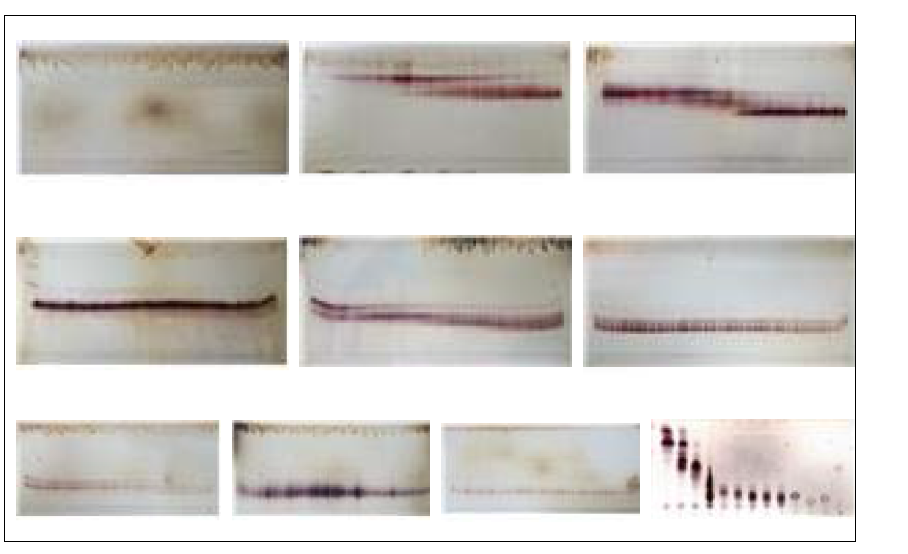 산양삼 인삼사포닌의 TLC 크로마토그램