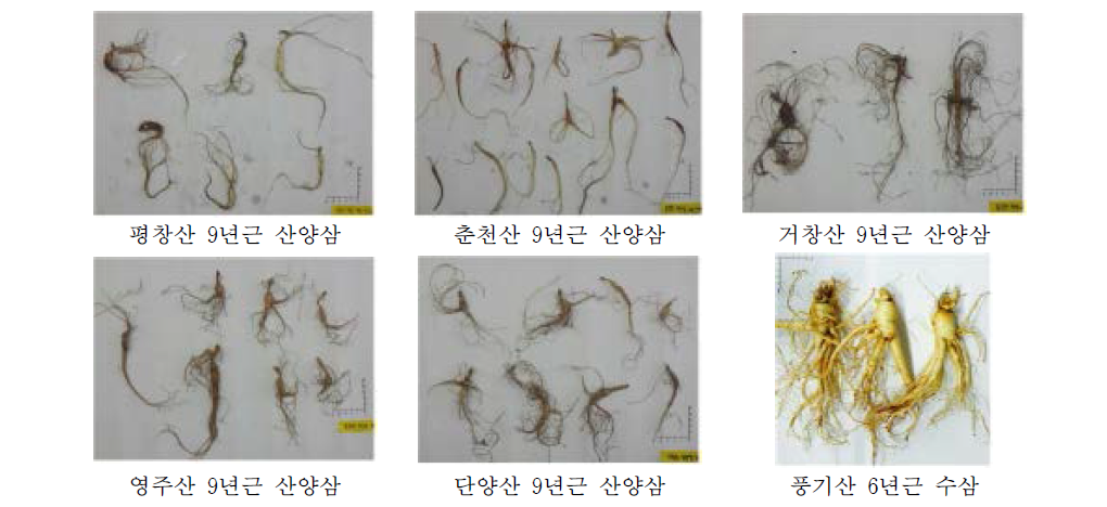 산양삼과 수삼 사진