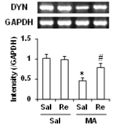 MA로 투여된 선조체 조직에서의 dynorphin mRNA 발현 감소에 대한 ginsenoside Re (Re)의 약리효과.