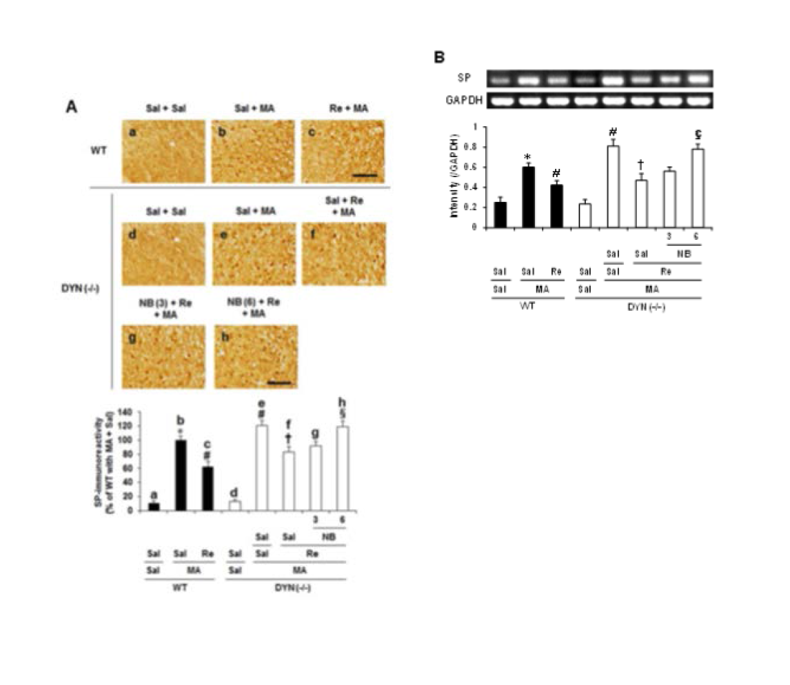 야생형 생쥐 (WT)와 dynorphin 유전자 결핍 생쥐 [DYN (-/-)]의 선조체 조직에서 MA로 투여된 substance P (SP) 단백질 발현 (A)과 mRNA 발현 (B) 증가에 대한 ginsenoside Re (Re)의 약리효과.