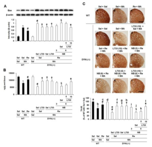 야생형 생쥐 (WT)와 dynorphin 유전자 결핍 생쥐 [DYN (-/-)]의 선조체 조직에 서 MA로 유도된 pro-apoptotic change와 도파민성 신경독성에 대한 ginsenoside Re (Re)의 약리효과.
