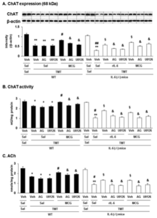 야생형 생쥐 (WT)와 IL-6 (-/-) 생쥐에서 TMT로 유도된 ChAT 발현 (A)과 활성 (B)의 저하 및 ACh 수치의 감소 (C)에 대한 산양삼 추출물 (MCG)의 약리효과.