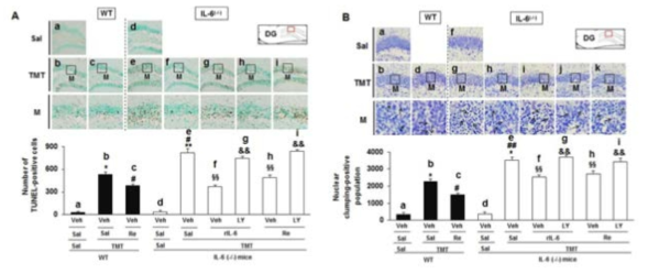 야생형 생쥐 (WT)와 IL-6 (-/-) 생쥐에서 TMT로 인한 해마 치상핵에서의 apoptosis에 대한 ginsenoside Re (Re)의 효과.