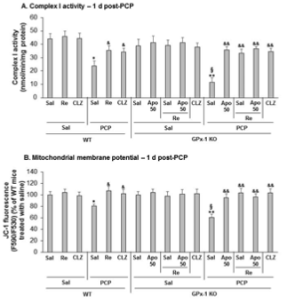 야생형 생쥐 (WT)와 GPx-1 KO 생쥐에서 PCP로 유도된 미토콘드리아 complex I 활성의 감소 (A)와 미토콘드리아 막전위 감소 (B)에 대한 ginsenoside Re의 효과.