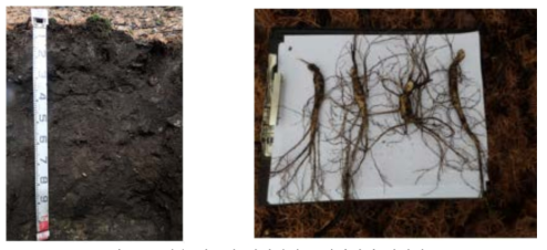 생육 양호한 재배지의 토양단면과 산양삼