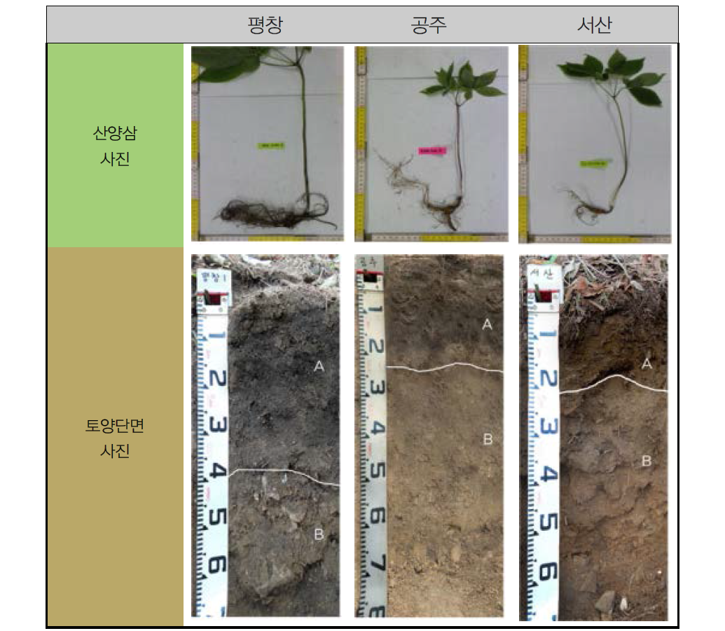 산양삼 적지와 비적지 토양단면 및 산양삼 비교