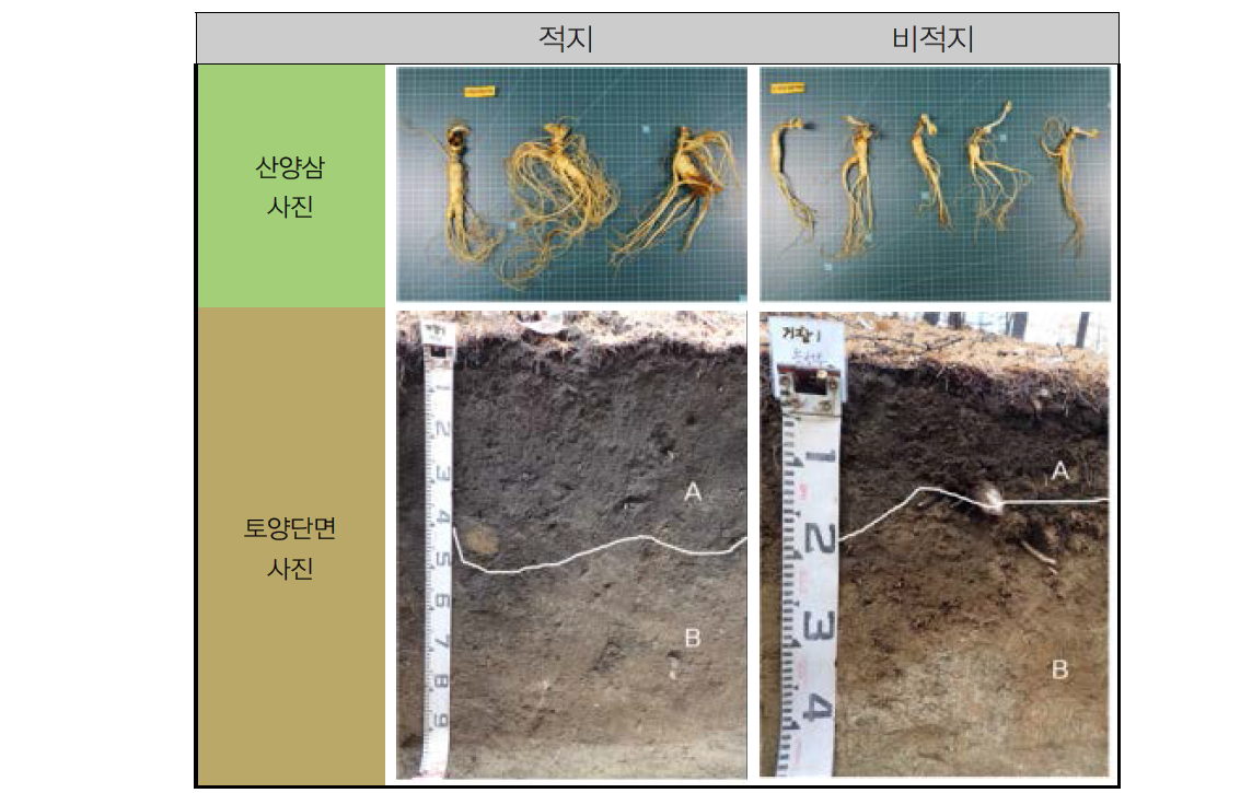 거창1 재배지 토양단면 비교