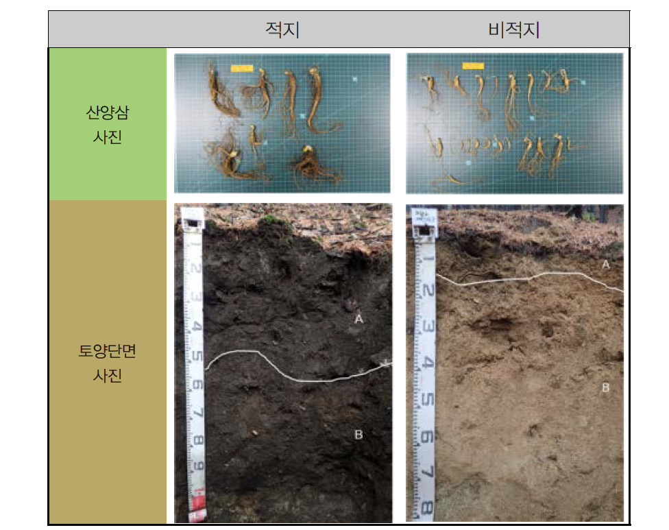 거창2 재배지 토양단면 비교