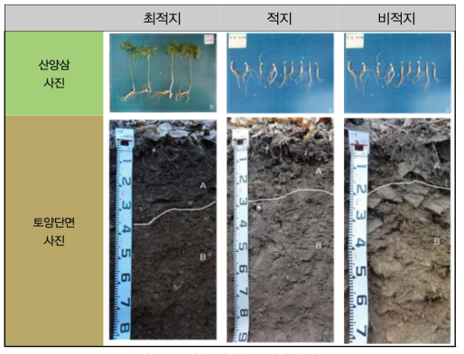 단양 재배지 토양단면 비교