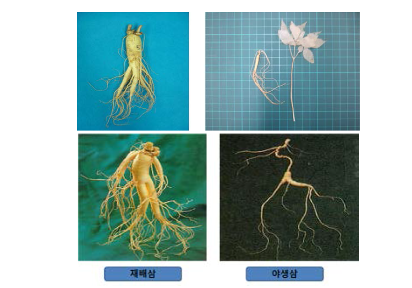 재배수삼과 야생삼