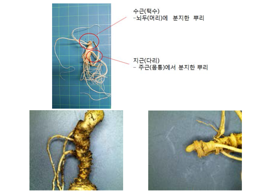 수근발생