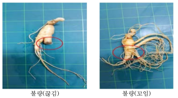 지세근 불량