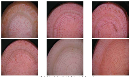 재배수삼 12년근 나이테 검정