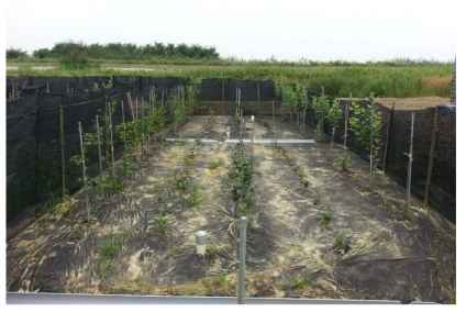 동백나무, 유차나무, 해송 및 이태리 포플러 묘목 재배치(2015년 7월)